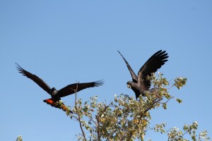 Red-tailed black cockatoos, Humbert River    